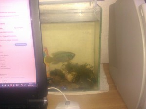 рыбка в аквариуме